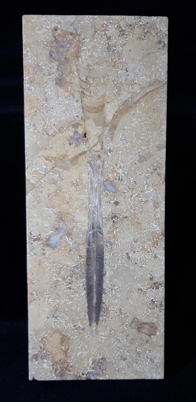 Hibolithes sp. (MONTFORT 1808) - Bild &copy; FossNet FossilienStore